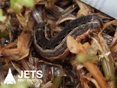 lawn grub treatments armyworm caterpillar ipswich area qld 4305