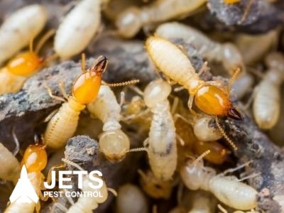 termite inspection ipswich